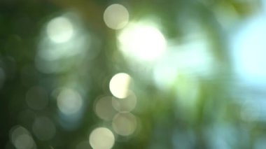 Bokeh. Bulanık tropik yeşil palmiye yaprağı, güneş ışığı, soyut doğal arka plan ve Bokeh. Odaklanamayan yemyeşil yapraklar, damarlar, çizgili taze ve sulu yapraklar gölgede. Ekoloji, yaz ve tatil