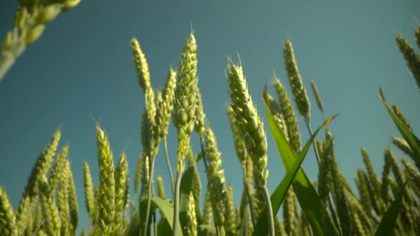 Champ de blé, épis de blé se balançant du vent doux. Les oreilles dorées se balancent lentement dans le gros plan du vent. Vue du champ de blé mûrissant le jour d'été. Industrie agricole. — Video