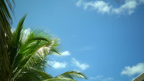 Ο ήλιος μέσω Palm Tree αφήνει στην Καραϊβική Δομινικανή Δημοκρατία.Palm Tree με καρύδα κινείται στον άνεμο σε μπλε ουρανό.Εξωτικά τροπικά πράσινα φύλλα φοίνικα στις Μαλδίβες. Καλοκαιρινή μέρα σε διακοπές τροπικό νησί. — Αρχείο Βίντεο