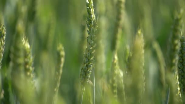 農業。青空に対して小麦を熟成させる畑。小麦の小穂に穀物の揺れ風があります。夏に穀物収穫が始まります。農業ビジネスの概念です。環境に優しい小麦畑 — ストック動画