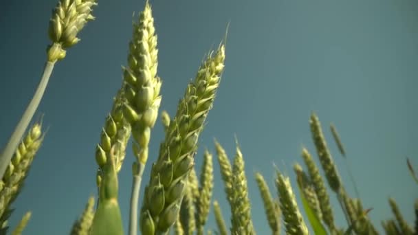 Green wheat field in motion with wind turbines in the background. Steady footage shot with dolly. Ripening ears of meadow wheat field. Rich harvest Concept. Slow motion Wheat field. Ears of green — Stock Video