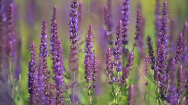 Yaz günü çayırda yabani bir çiçek, bal arısı ve arı yakından bal toplar. Güneşli bir yaz gününde açan güzel mor adaçayı çiçekleri. Bumbleberry Salvia ve arı. Çiçek arkaplanı