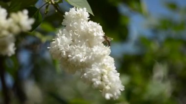 Lila çiçek çiçeklenme