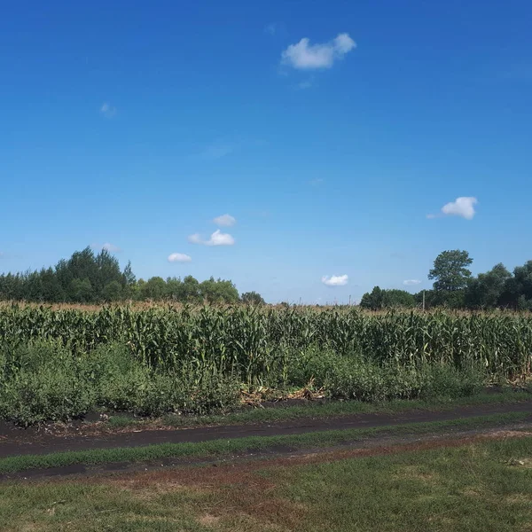 Güzel mısır, mısır denizi