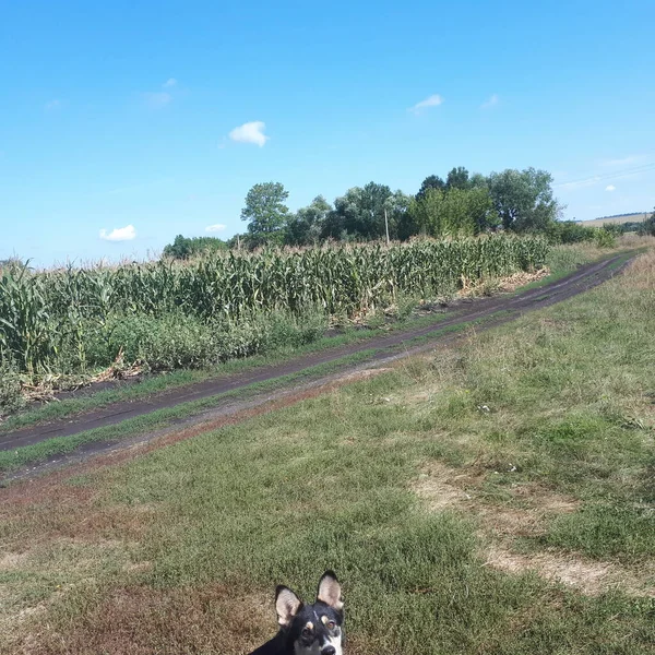 Güzel mısır, mısır denizi