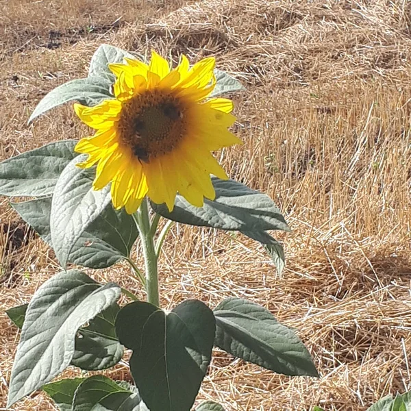 Yaban arıları doğada bir ayçiçeği üzerinde