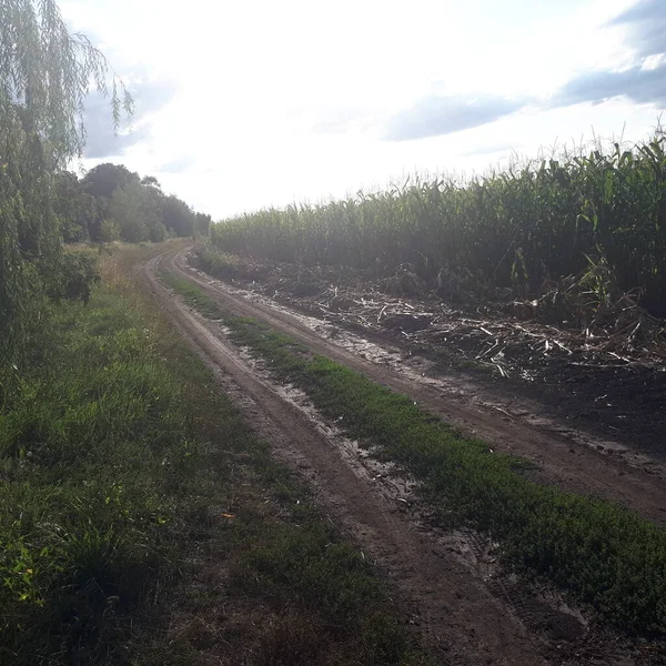 Toprak yolun yanındaki mısır tarlasında.
