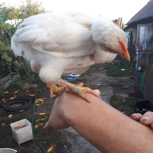 Bir adamın elinde tavuk