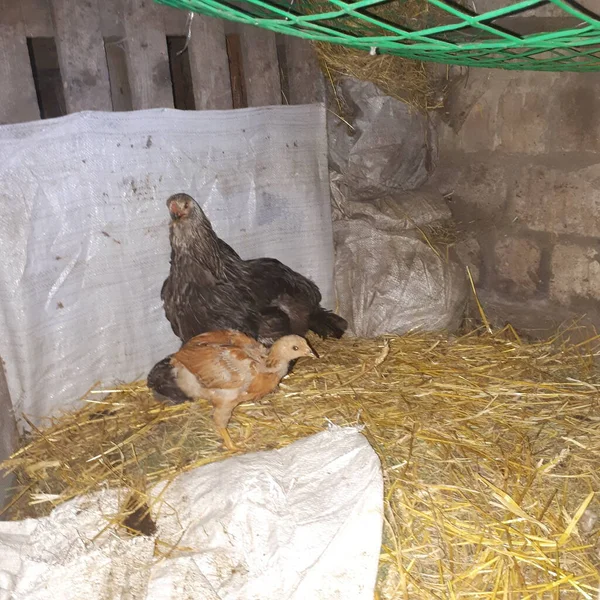 Yavrularla ilgilenmek