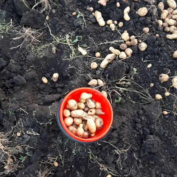 Bir kova büyük ve güzel patates.