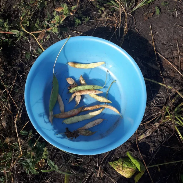 Mavi plastik kasedeki fasulyeler.