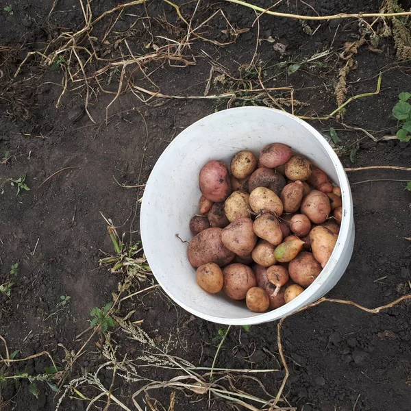 Patatesler beyaz kovada