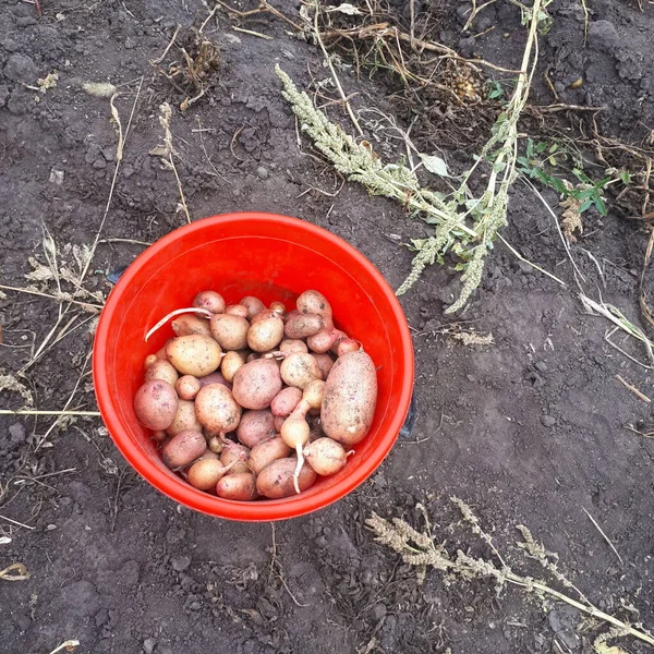 Kırmızı kovadaki küçük patatesler
