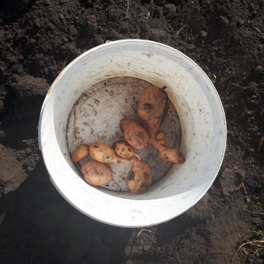 Çürük patatesler bahçeden