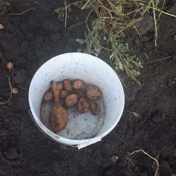 İlginç bir patates türü.