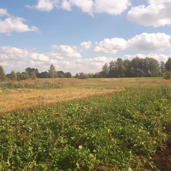 Sonu gelmeyen Rus tarlasında ağaçlar