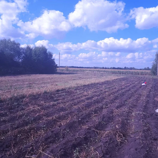 Mısır ve sonsuz Rus tarlası