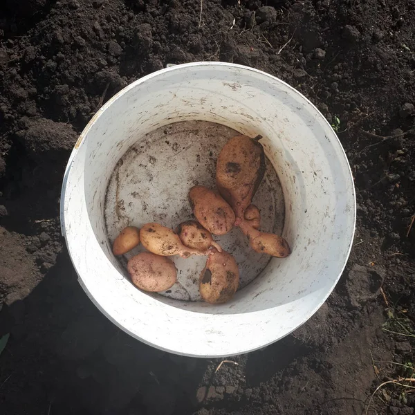 Çürük patatesler bahçeden