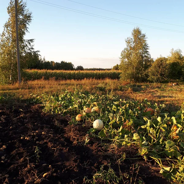 Bahçede kavunlar ve mısır tarlaları