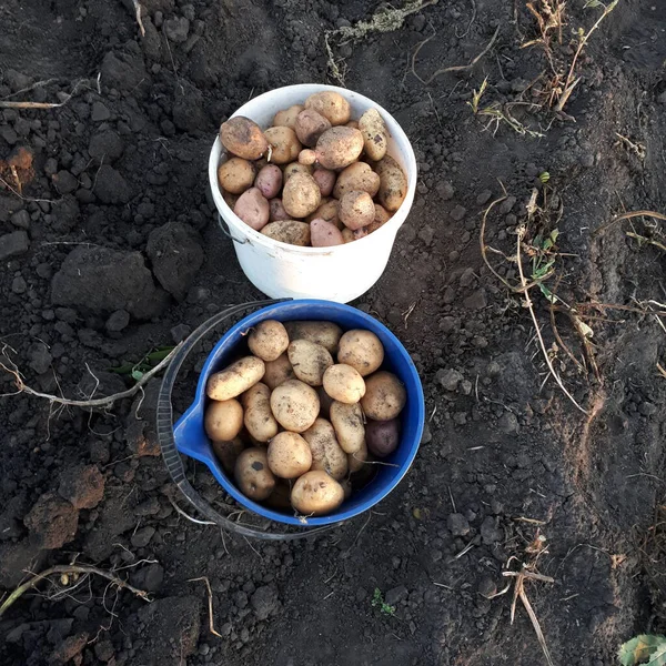Patatesler mavi ve beyaz kovada