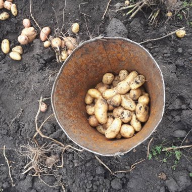 Kovada patates şeklinde serin.