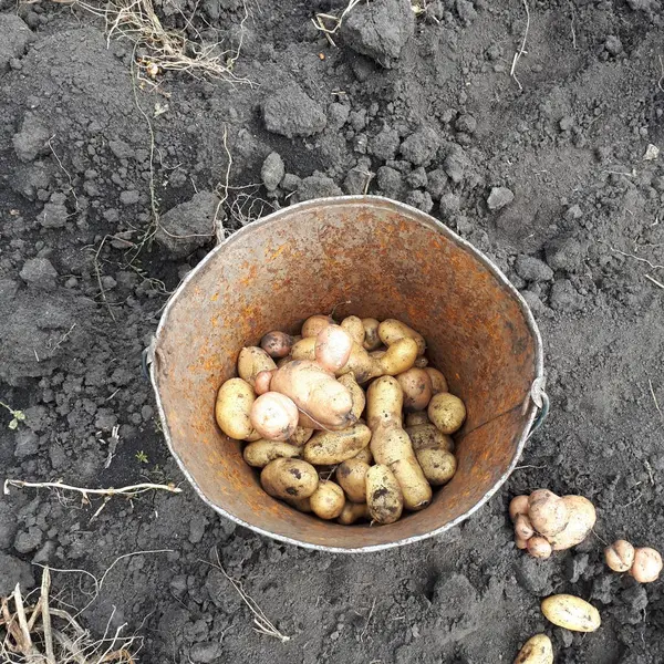 Kovada patates şeklinde serin.