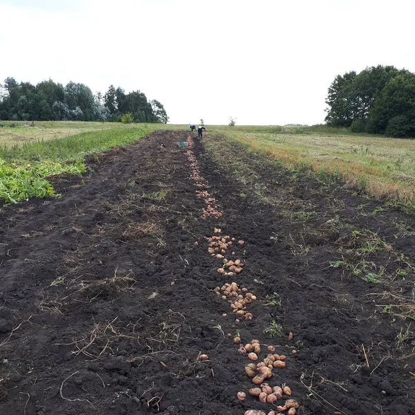 Patates hasadıyla uzun yatak