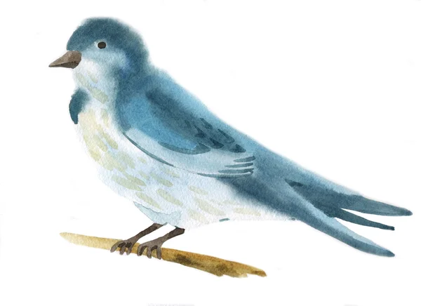 Aquarell-Illustration einer Vogelschwalbe — Stockfoto