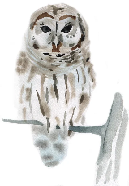Akvarel ilustrace sova pták — Stock fotografie
