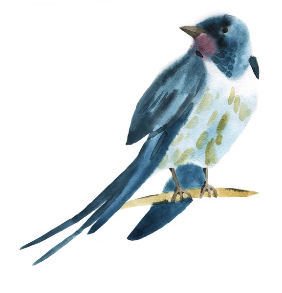 Aquarell-Illustration einer Vogelschwalbe — Stockfoto