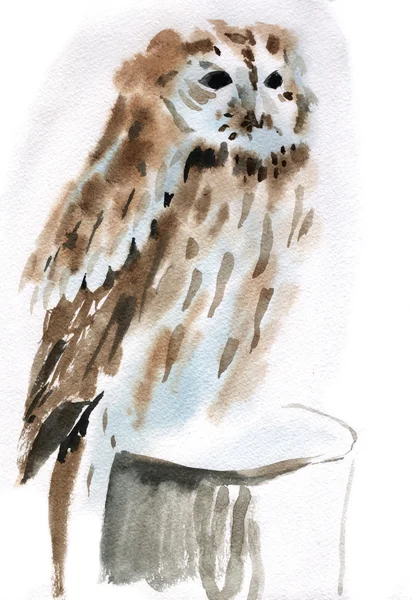 Watercolor illustration of a bird owl — Stock Photo, Image