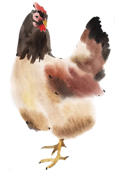 Aquarel illustratie van een kip — Stockfoto