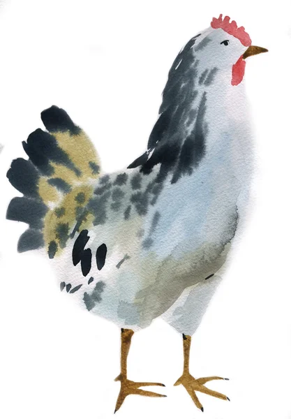 Watercolor illustration of a hen — Stock Photo, Image