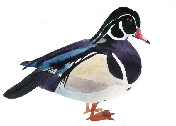 Illustration aquarelle d'un canard — Photo