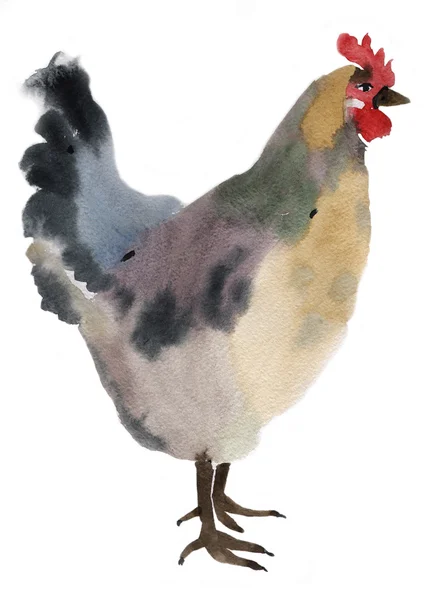 Aquarel illustratie van een kip — Stockfoto