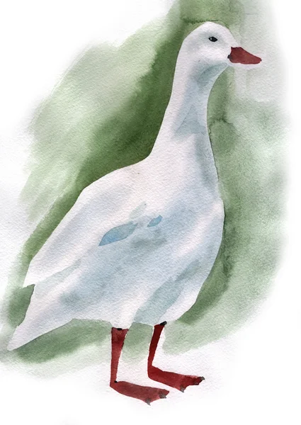 Aquarell-Illustration einer Ente — Stockfoto