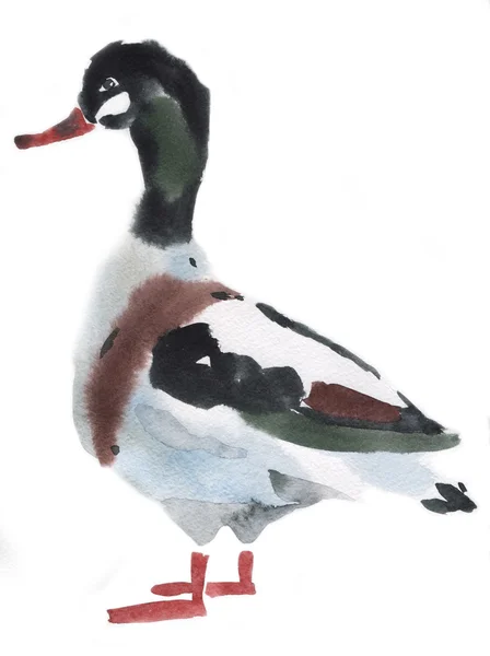 Aquarell-Illustration einer Ente — Stockfoto