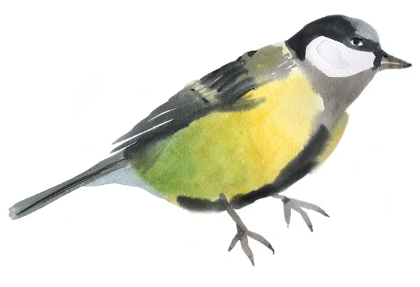 Akwarela ilustracja ptak Sikora — Zdjęcie stockowe
