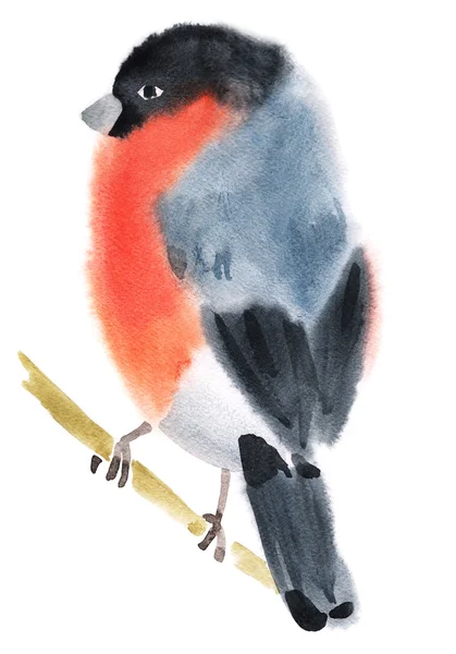 Illustration aquarelle d'un pingouin oiseau — Photo