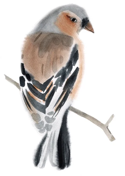 Illustration aquarelle d'un oiseau Finch — Photo