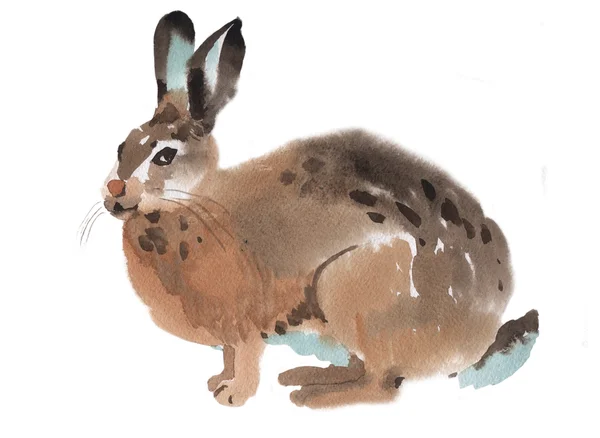 Ilustración en acuarela de un conejo — Foto de Stock