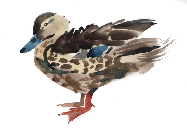 Watercolor illustration of a duck — Stock Photo, Image