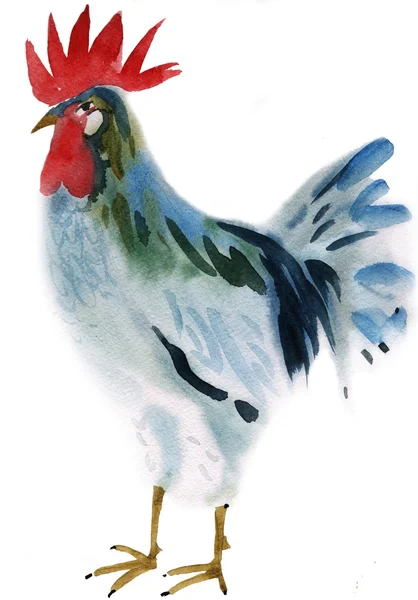 Watercolor illustration of a hen — Stock Photo, Image