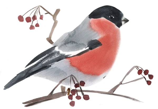 Watercolor illustration of a bird bullfinch — Stock Photo, Image