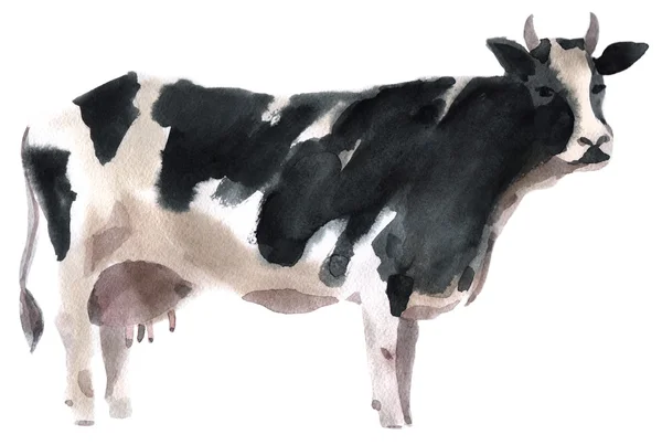 Watercolor illustration of a cow — Stock Photo, Image