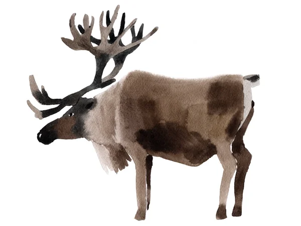 Handwork watercolor illustration of a deer — Stock Photo, Image