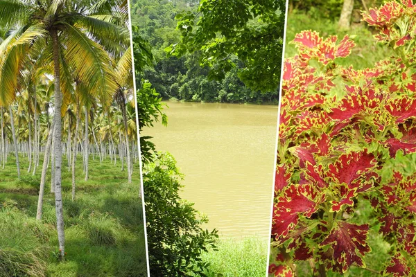 Fotocollage Vertical Lugar Tropical Paisaje India Kerala Palma Coco Bahía —  Fotos de Stock