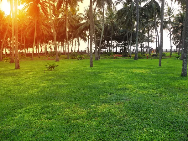 Claro Con Hierba Verde Recortada Cocoteros Contra Sol Poniente Kerala —  Fotos de Stock