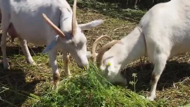 Boynuzlu Iki Beyaz Keçi Genç Yeşil Otları Yiyor Geçim Çiftçiliği — Stok video