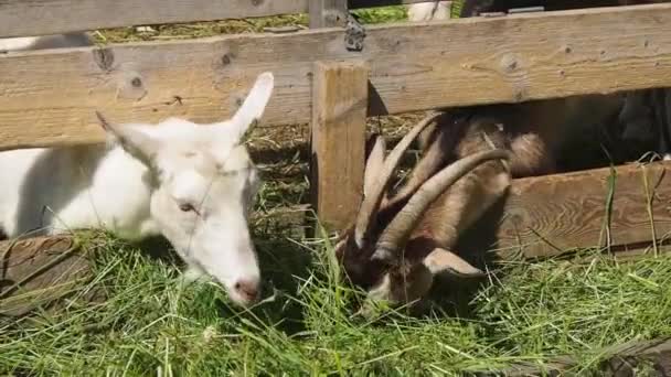 Witte Geit Een Bruine Geit Met Horens Eten Jong Groen — Stockvideo